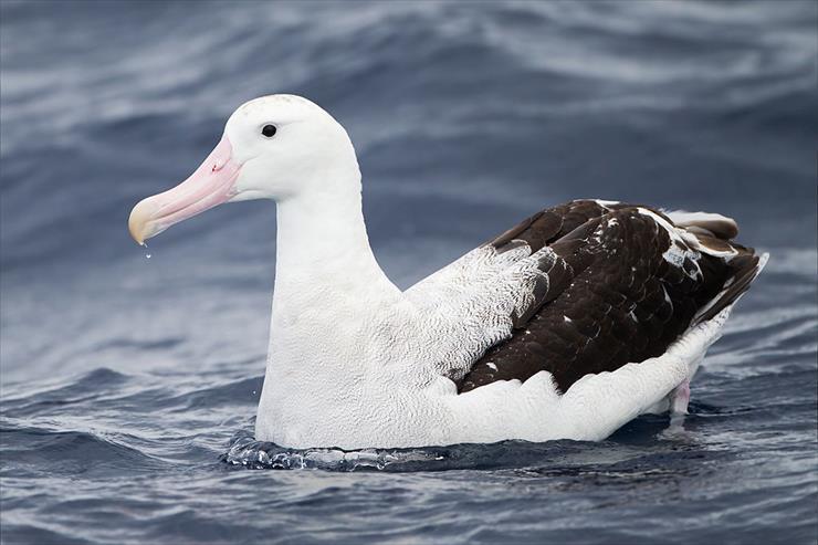 albatrosy - albatros wędrowny.jpg